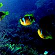 photo-ocean.jpg